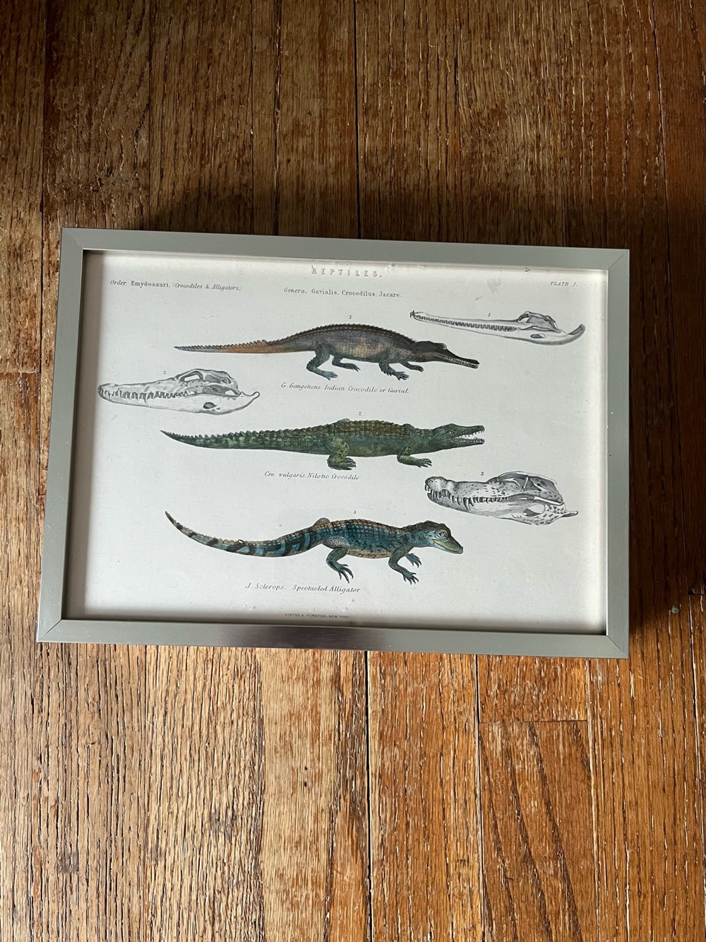 Vintage alligator and crocodile print framed